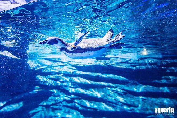Aquarium Phuket and AR Trick Eye Museum Combo Tickets - Daily feeding sessions add a reason to slow down