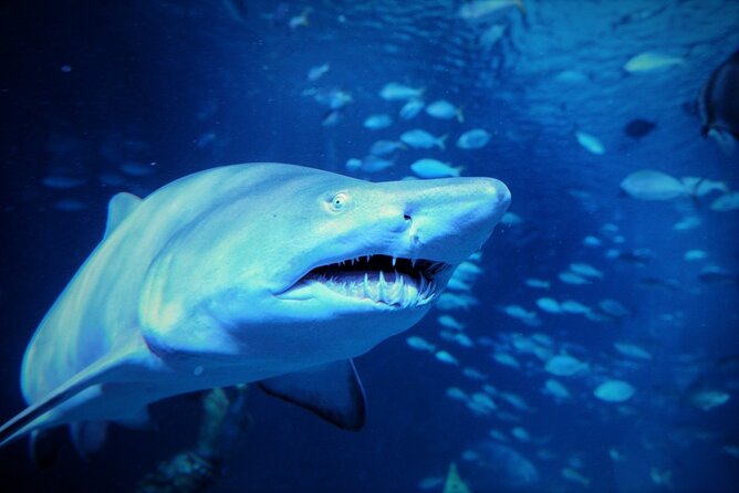 Aquarium Phuket and AR Trick Eye Museum Combo Tickets - Ocean and river life in one route