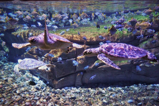 Aquarium Phuket and AR Trick Eye Museum Combo Tickets - Is the $72 combo good value?