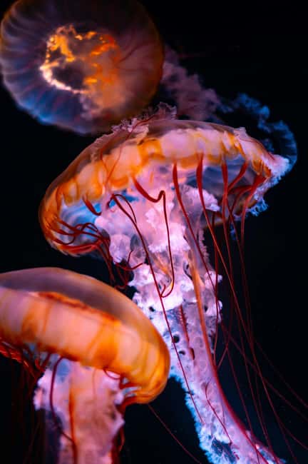Aquarium & StanleyPark+20 Gem Spots+City/Vip Car+Small Group - Totem Poles and Indigenous art in Stanley Park