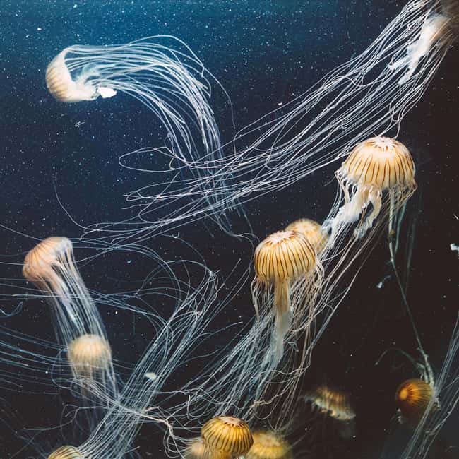 Aquarium & StanleyPark+20 Gem Spots+City/Vip Car+Small Group - Lost Lagoon adds a quieter park stop