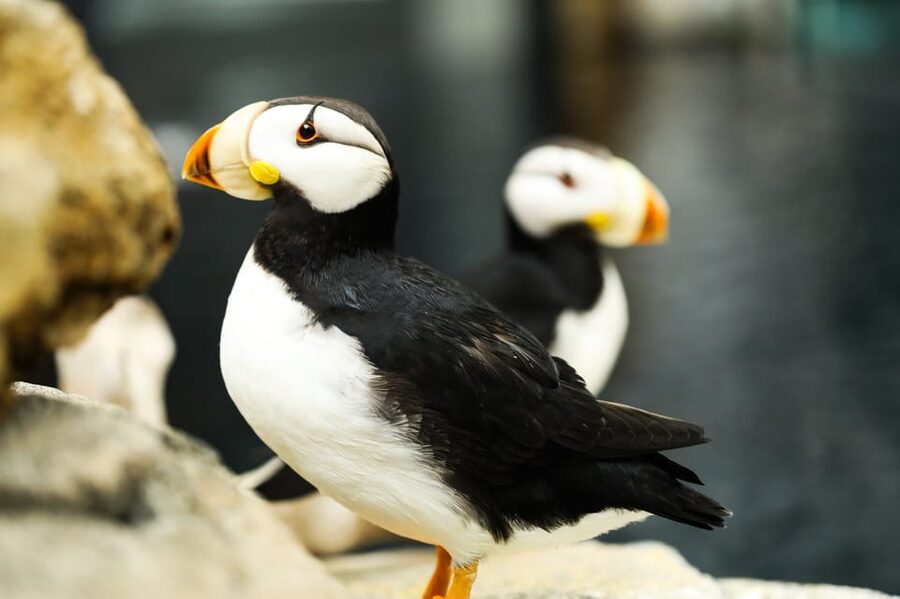 Atlanta: Georgia Aquarium Skip-the-Box-Office Entry Ticket - Accessibility and family details