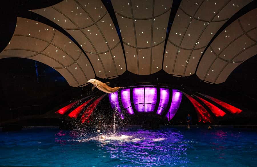 Atlanta: Georgia Aquarium Skip-the-Box-Office Entry Ticket - The whale shark habitat is the main event