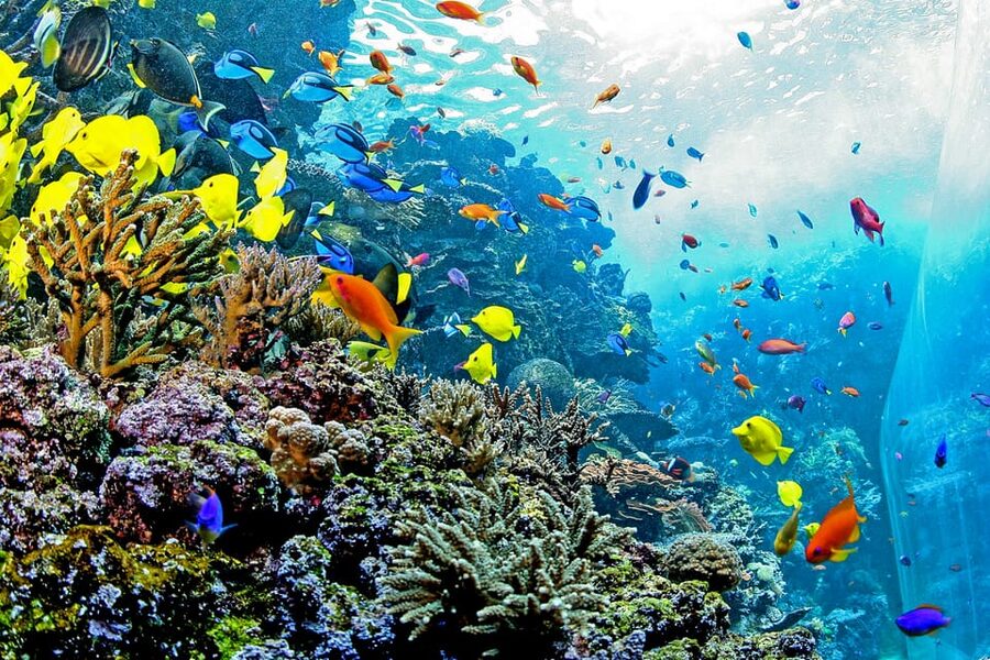 Atlanta: Georgia Aquarium Skip-the-Box-Office Entry Ticket - The reef exhibit rewards a slower look