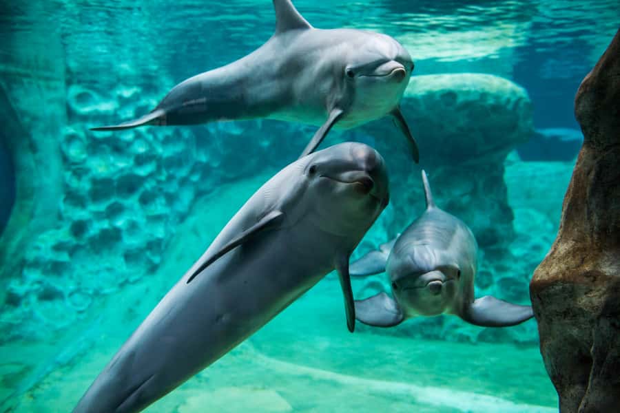 Atlanta: Georgia Aquarium Skip-the-Box-Office Entry Ticket - Early entry makes a real difference