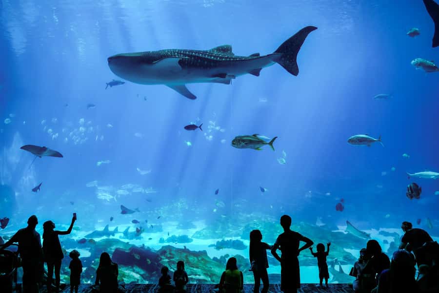Atlanta: Georgia Aquarium Skip-the-Box-Office Entry Ticket - $64 is a fair price if you use the day well