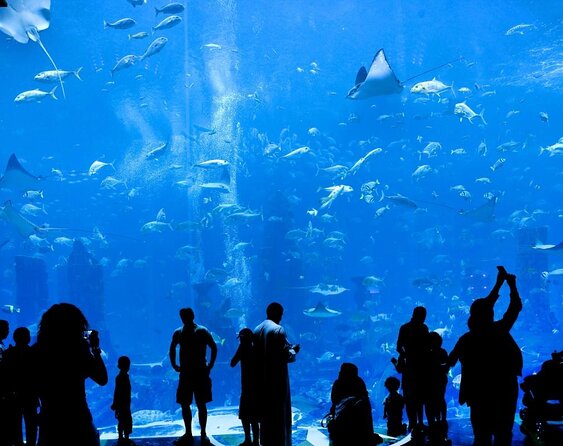 Atlantis Lost-Chamber Aquarium Dubai - Key points to know before you go