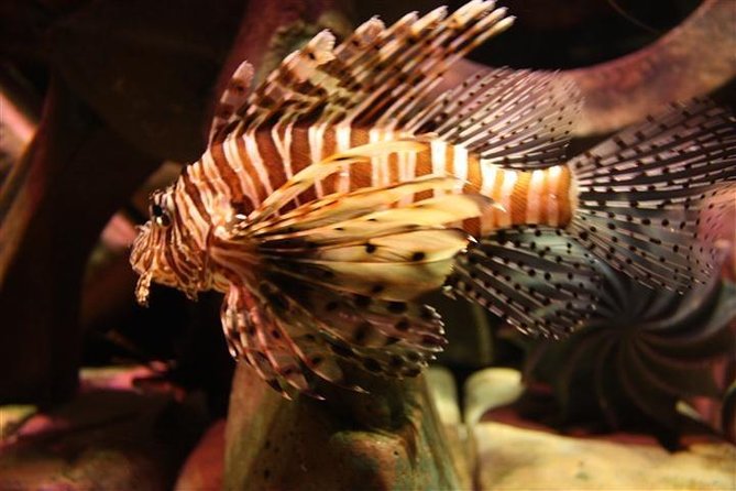 Atlantis Lost-Chamber Aquarium Dubai - Where the value becomes questionable