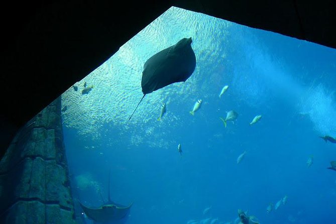 Atlantis Lost-Chamber Aquarium Dubai - Walking through the transparent tunnels