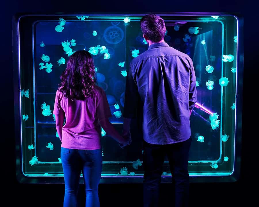 Auburn Hills: Legoland and Sea Life Aquarium Combo Ticket - SEA LIFE Aquarium brings sharks and turtles into the picture