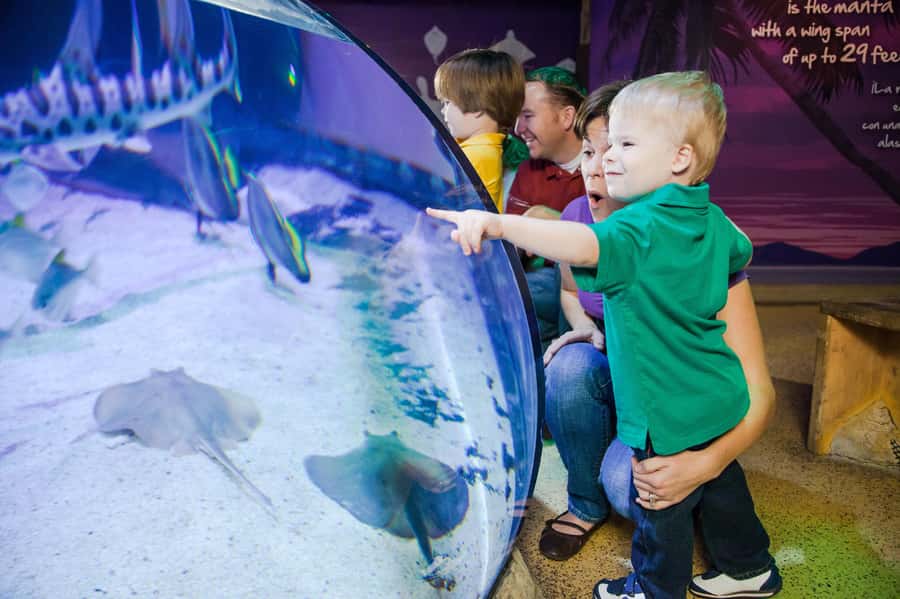 Auburn Hills: Legoland and Sea Life Aquarium Combo Ticket - Small hands-on moments at SEA LIFE