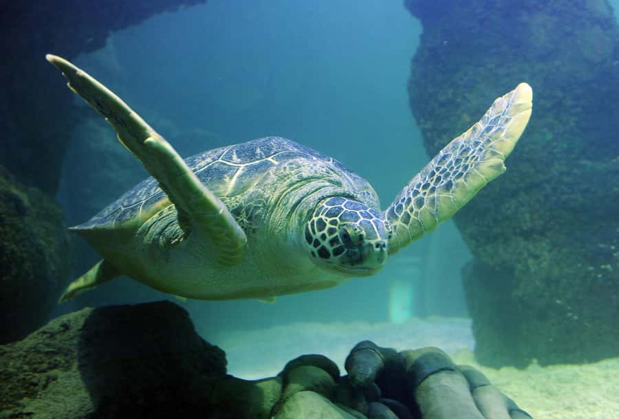 Auburn Hills: Legoland and Sea Life Aquarium Combo Ticket - Is $29 a good value?