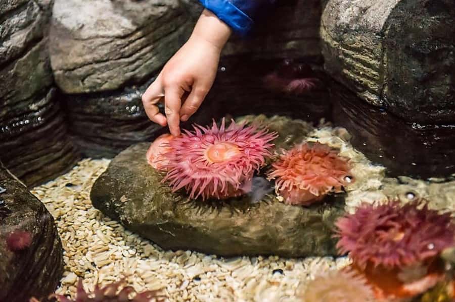 Auburn Hills: Legoland and Sea Life Aquarium Combo Ticket - LEGO rides that give the visit some motion