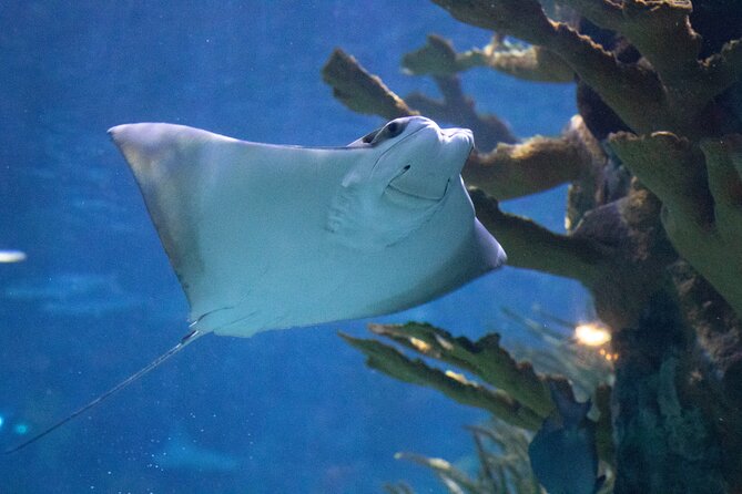 Audubon Aquarium and Insectarium Ticket - Key points to know before you go