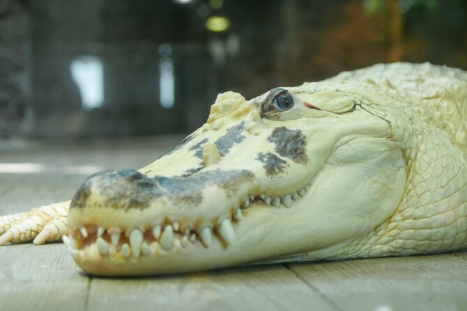 Audubon Aquarium and Insectarium Ticket - The Amazon gallery and its unusual residents