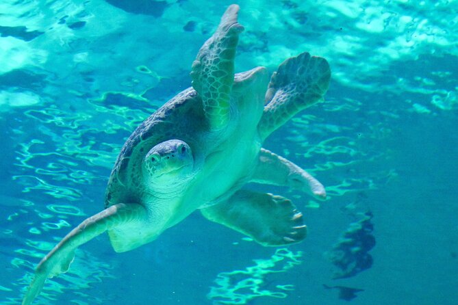 Audubon Aquarium and Insectarium Ticket - The 450,000-gallon Gulf of Mexico habitat
