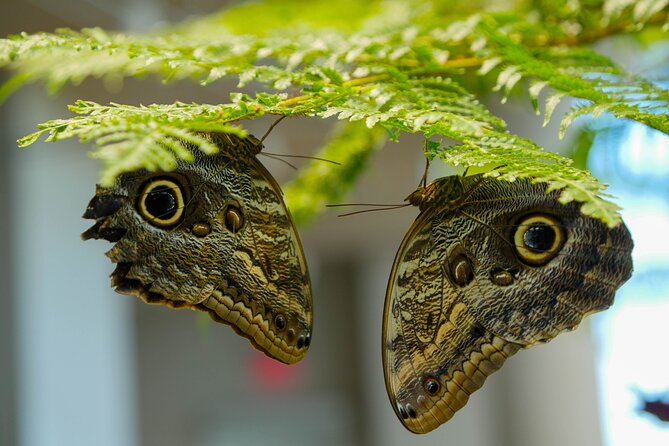 Audubon Aquarium and Insectarium Ticket - Mobile tickets and a parking warning
