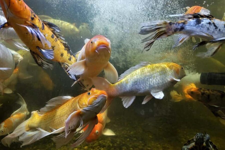 Austin Aquarium Entry Ticket - What your $31 admission covers