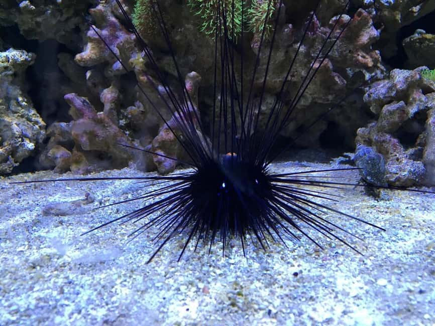 Austin Aquarium Entry Ticket - Add feeding tokens only if they fit your plans
