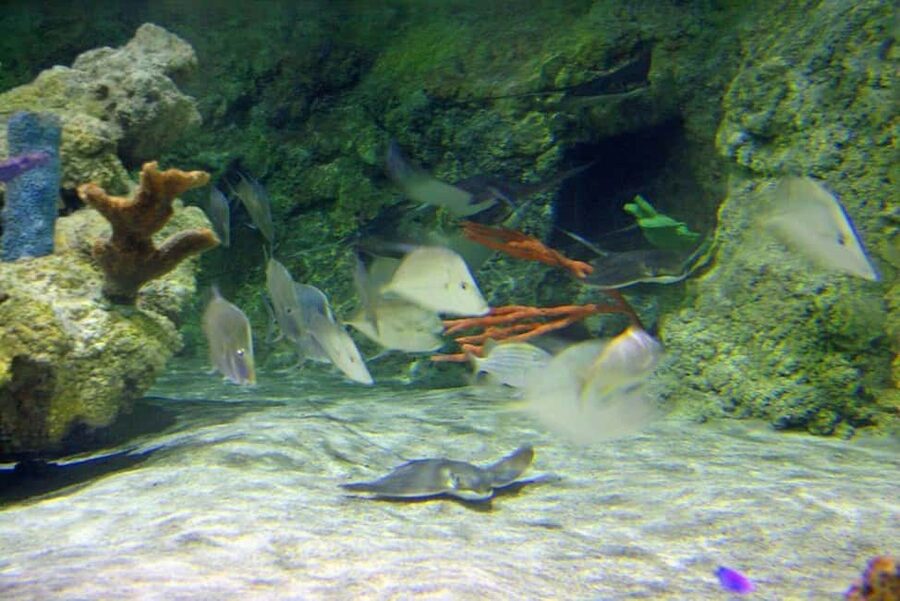 Austin Aquarium Entry Ticket - Make time for educational programs and behind-the-scenes access