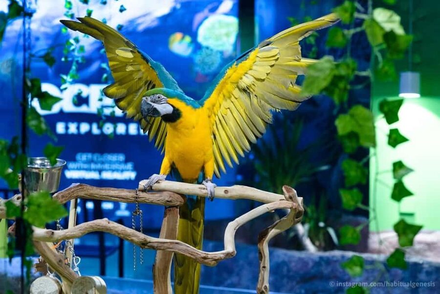 Austin Aquarium Entry Ticket - Walk through the rain forest vivarium