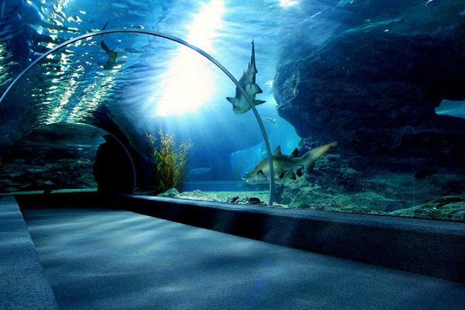 Bangkok SEA LIFE & Madame Tussauds Combo with Hotel Transfers - Private transportation and timing in Bangkok