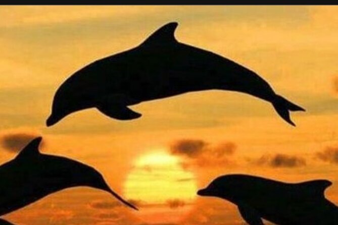 Baraka Aquarium and Dolphin Sightseeing with Sunset Cruise - Baraka Aquarium and the waist-deep turtle pool