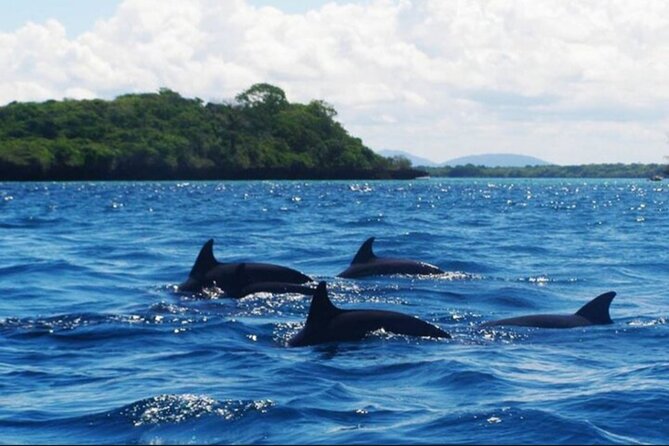 Baraka Aquarium and Dolphin Sightseeing with Sunset Cruise - The guide and private transport advantage