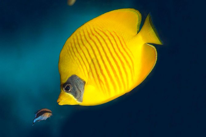 Barcelona Aquarium Skip the Line Ticket - Crowds, Noise, and the Best Time to Go