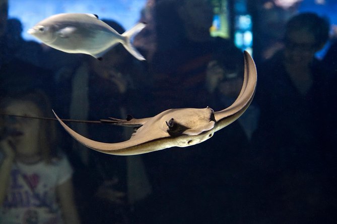 Barcelona Aquarium Skip the Line Ticket - Food, Coffee, and the Port Vell Finish