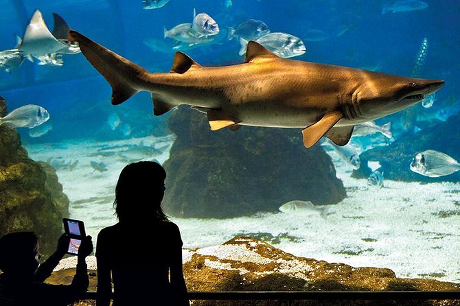 Barcelona Aquarium Skip the Line Ticket - The Oceanarium Is the Main Event