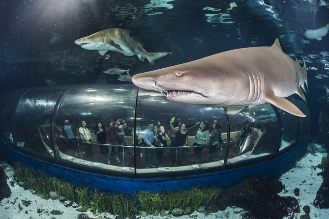 Barcelona City Tour Hop-On Hop-Off and Aquarium - The green east route, from Barceloneta to Park Güell