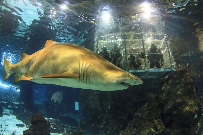 Barcelona City Tour Hop-On Hop-Off and Aquarium - Should you book the Barcelona bus and aquarium combination?