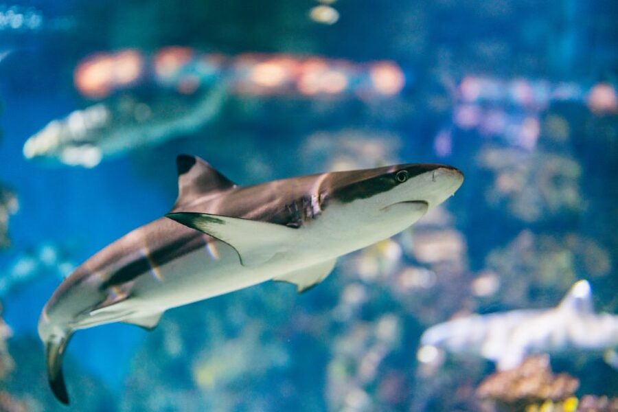 Barcelona: Hop-On Hop-Off Bus & Aquarium Tour - What the Barcelona Aquarium adds to the day