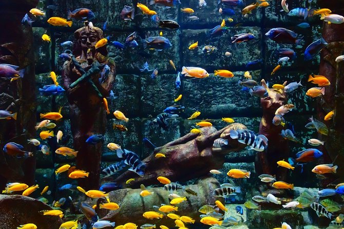 Belek: Antalya Aquarium Ticket With Optional Transfer - Antalya Aquarium: a cool break from the Belek heat