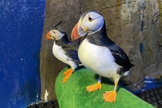 Beluga and Puffin Sanctuary Visitor Centre with Aquarium - The puffin hospital and a closer look at local wildlife