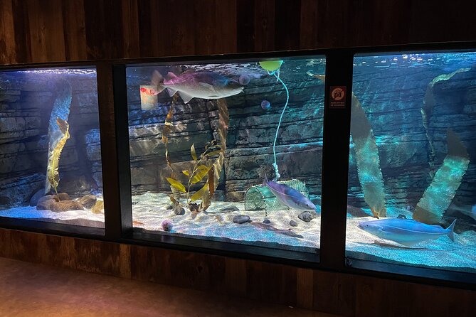 Beluga and Puffin Sanctuary Visitor Centre with Aquarium - Who will enjoy this stop most?