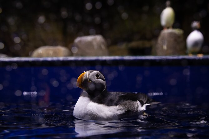 Beluga and Puffin Sanctuary Visitor Centre with Aquarium - Why the weather and ferry connection matter