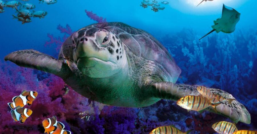 Benalmadena Aquarium Visit - What you see inside Benalmádena Aquarium