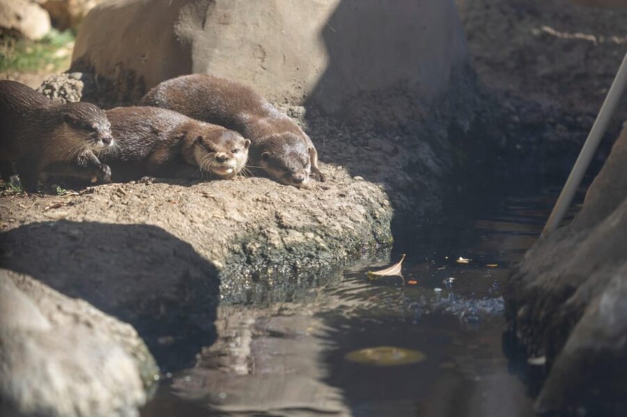 Benalmadena Aquarium Visit - Finish in the Amazonia freshwater zone