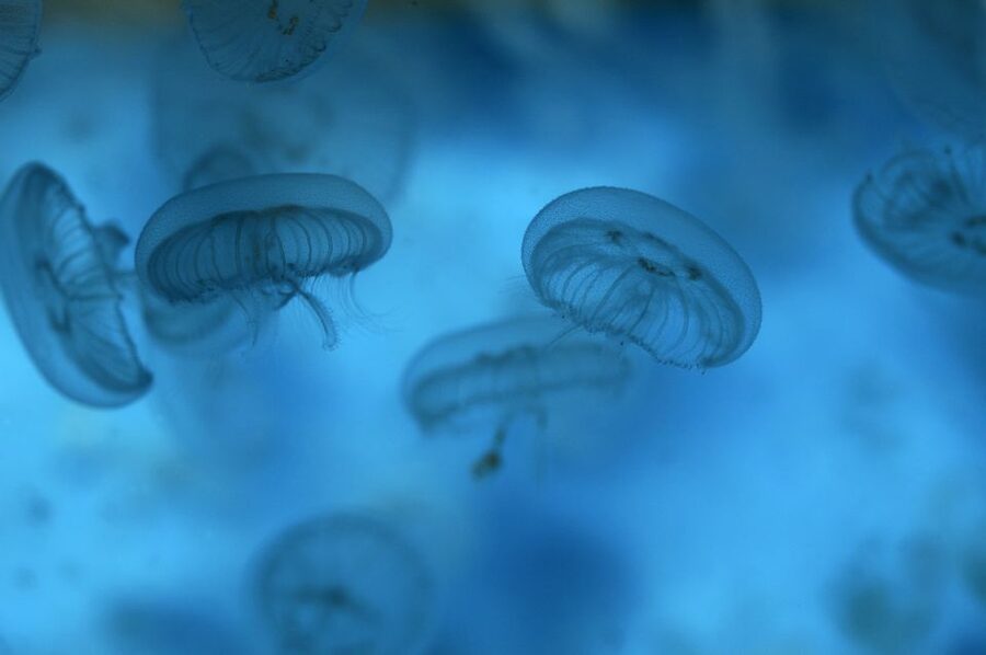 Benalmádena: Sea Life Benalmádena Premium Entry Ticket - Feeding Activities, Talks, and Quiz Trails