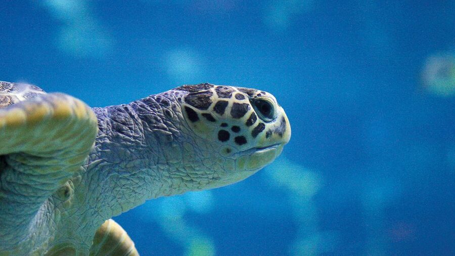 Benalmádena: Sea Life Benalmádena Premium Entry Ticket - Who Will Like Sea Life Benalmádena Most?