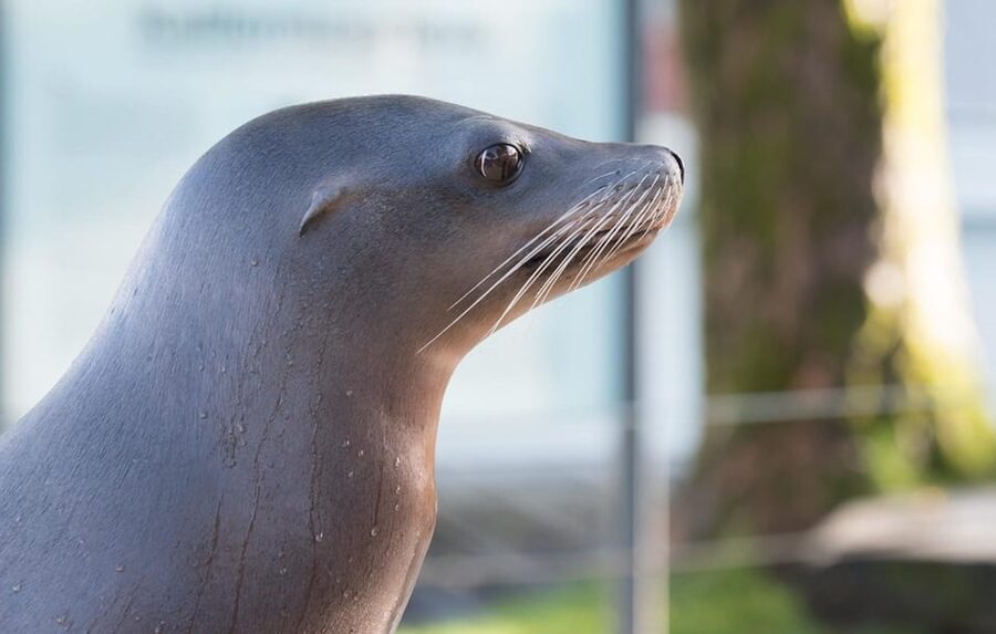 Bergen: Bergen Aquarium Entry Ticket - Penguins and sea lions bring the exhibits to life