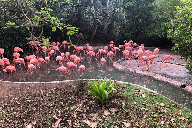 Bermuda Aquarium and Crystal Caves Admission - The drive is part of the experience