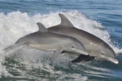 Big Fun Dolphin Cruise & Sealife Experiece ORANGE BEACH ALABAMA