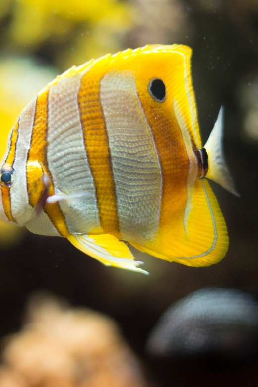 Bioparc Aquarium of Gijon Entry Ticket - Key Points at a Glance