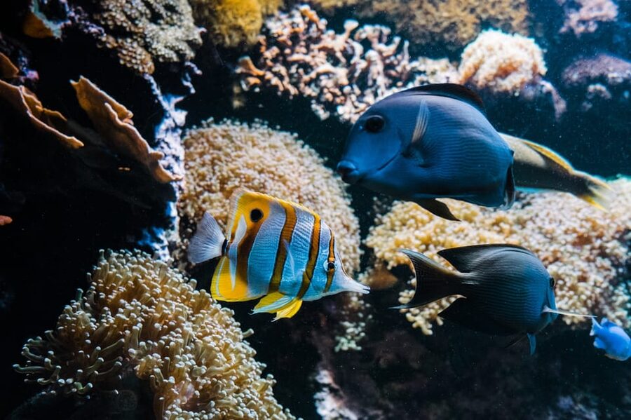 Bioparc Aquarium of Gijon Entry Ticket - Practical Details Before You Book