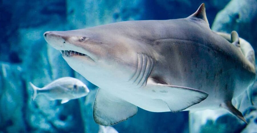 Bioparc Aquarium of Gijon Entry Ticket - The Big Moment: Sharks and Loggerhead Turtles
