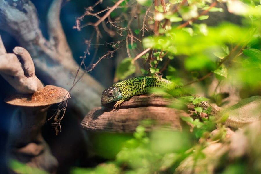 Bioparc Aquarium of Gijon Entry Ticket - Small Animals and Hands-On Pools