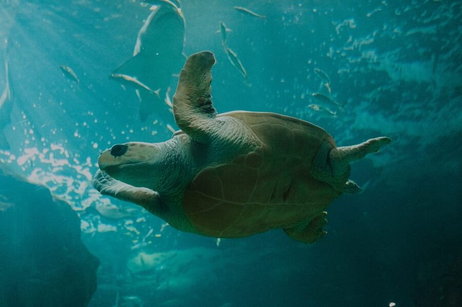 Bioparc Aquarium of Gijon Entry Ticket - How Much Time Should You Allow?